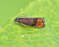 Attēlu rezultāti vaicājumam “Pammene rhediella”