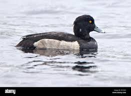 Attēlu rezultāti vaicājumam “Aythya fuligula male”