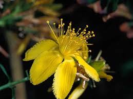 Image result for Hypericum perforatum