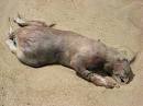 Cryptomundo » Montauk Monster Hoax Claim A Hoax
