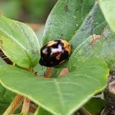 Attēlu rezultāti vaicājumam “Coccinella hieroglyphica”