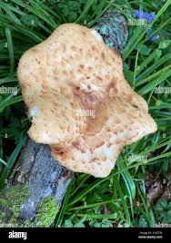 Attēlu rezultāti vaicājumam “Polyporus tuberaster”