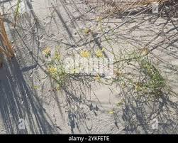 Attēlu rezultāti vaicājumam “Linaria loeselii”