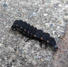 Attēlu rezultāti vaicājumam “Lampyris noctiluca larva”