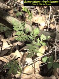 Attēlu rezultāti vaicājumam “Botrychium virginianum”