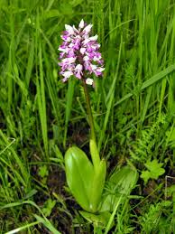 Attēlu rezultāti vaicājumam “Orchis militaris leaf”