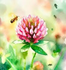 Attēlu rezultāti vaicājumam “Trifolium fragiferum flower”