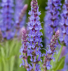 Image result for Salbei