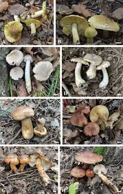 Attēlu rezultāti vaicājumam “Tricholoma album”