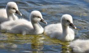 Attēlu rezultāti vaicājumam “Cygnus olor”