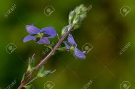 Attēlu rezultāti vaicājumam “Veronica agrestis leaf”