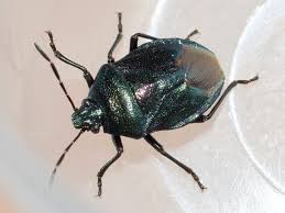 Attēlu rezultāti vaicājumam “Zicrona caerulea”