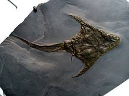 Attēlu rezultāti vaicājumam “Placodermi”