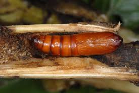 Attēlu rezultāti vaicājumam “Gortyna flavago”