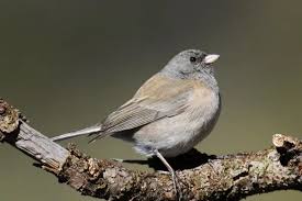 Image result for Junco hyemalis