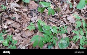 Attēlu rezultāti vaicājumam “Urocystis anemones spores”