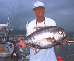 Image result for Eumegistus illustris