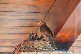Attēlu rezultāti vaicājumam “Turdus merula nest”