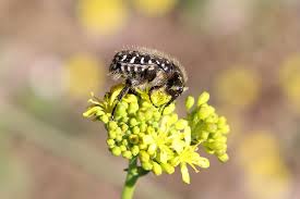 Attēlu rezultāti vaicājumam “Oxythyrea funesta”