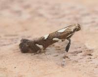 Attēlu rezultāti vaicājumam “Calybites phasianipennella”