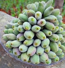 Image result for fresh green almonds