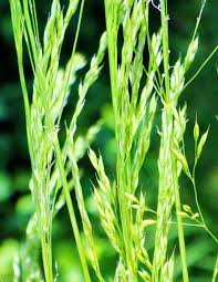 Attēlu rezultāti vaicājumam “Agrostis canina”