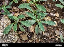 Attēlu rezultāti vaicājumam “Pilosella officinarum leaf”