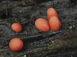 Attēlu rezultāti vaicājumam “Lycogala conicum”