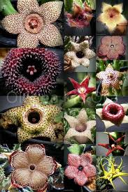 Attēlu rezultāti vaicājumam “Asclepiadaceae”