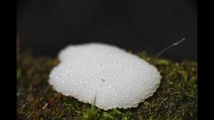 Attēlu rezultāti vaicājumam “Claustria didermoides macro”