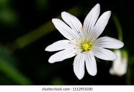 Attēlu rezultāti vaicājumam “Stellaria holostea”