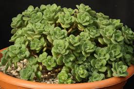 Image result for Aichryson