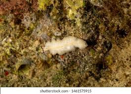 Attēlu rezultāti vaicājumam “Plathelminthes”