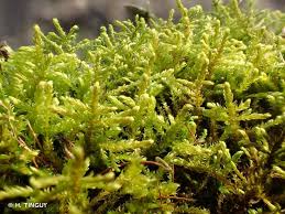 Attēlu rezultāti vaicājumam “Leskea polycarpa”