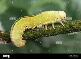 Attēlu rezultāti vaicājumam “Cimbex femoratus larva”