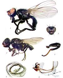 Attēlu rezultāti vaicājumam “Tetanops myopina”