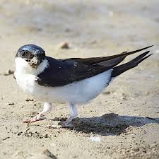 Attēlu rezultāti vaicājumam “Delichon urbicum adult”