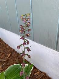 Attēlu rezultāti vaicājumam “Epipactis helleborine fruit”