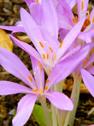 Attēlu rezultāti vaicājumam “Colchicum autumnale”