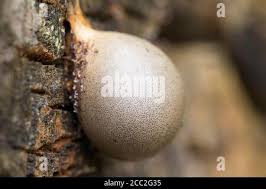 Attēlu rezultāti vaicājumam “Lycogala flavofuscum”