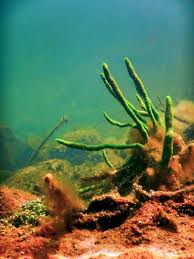 Attēlu rezultāti vaicājumam “Spongilla lacustris”