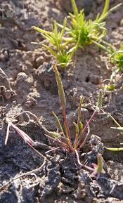 Attēlu rezultāti vaicājumam “Myosurus minimus”