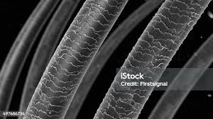 Image result for human hair microscope image