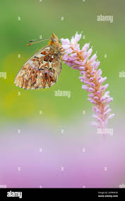 Attēlu rezultāti vaicājumam “Boloria titania underside”