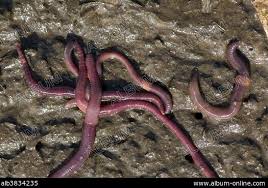 Attēlu rezultāti vaicājumam “Lumbricidae”