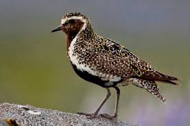 Attēlu rezultāti vaicājumam “Pluvialis apricaria”