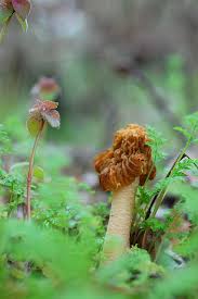 Attēlu rezultāti vaicājumam “Verpa bohemica”