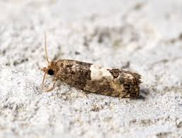 Attēlu rezultāti vaicājumam “Spilonota ocellana”