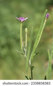 Attēlu rezultāti vaicājumam “Epilobium montanum”