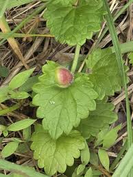 Attēlu rezultāti vaicājumam “Liposthenes glechomae”